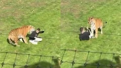 On Camera, Man Enters Tiger Enclosure In UK Zoo. It Mauls Him To Death