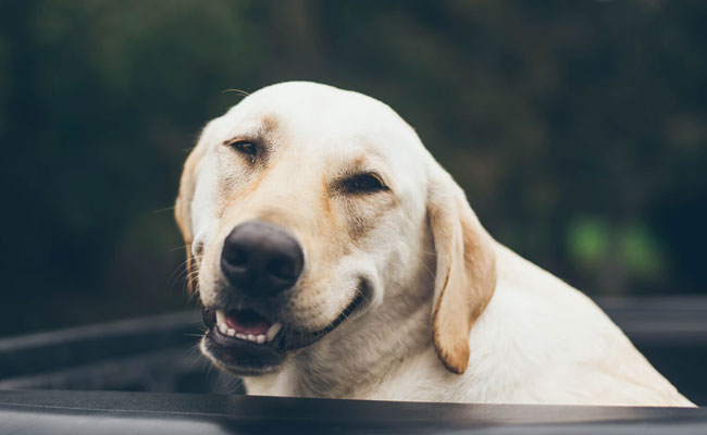 Your Dog Knows If You're Upset And Will Try To Comfort You