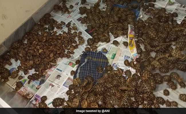 Three Men Caught Illegally Transporting More Than 1,000 Star Tortoises