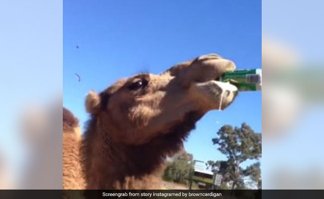 शख्स ने ऊंट को बीयर ऑफर की तो छीनकर ऐसे खत्म कर दी पूरी, Viral हुआ VIDEO