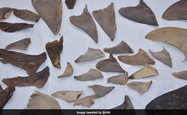8,000 Kg Of Shark Fins Bound For China Seized In Mumbai, Gujarat