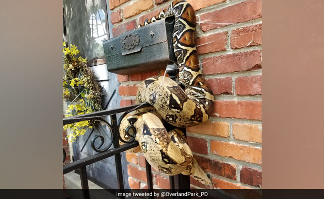 Mailman Finds Gigantic Snake Wrapped Around Mailbox, Calls For Help