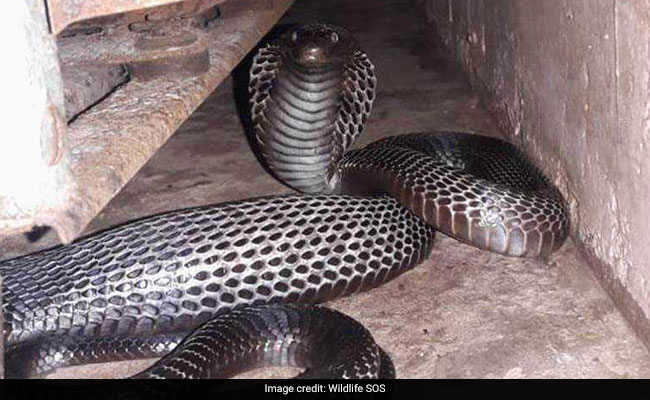 दो बड़े कोबरा सापों को झोली में डालकर इलाज कराने पहुंचा शख्स, अस्पताल में अफरातफरी
