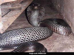 दो बड़े कोबरा सापों को झोली में डालकर इलाज कराने पहुंचा शख्स, अस्पताल में अफरातफरी