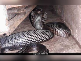 क्लास रूम के अंदर कोबरा ने बना दिया बिल, 10 सांपों के निकलने के बाद स्कूल बंद करने की मांग की