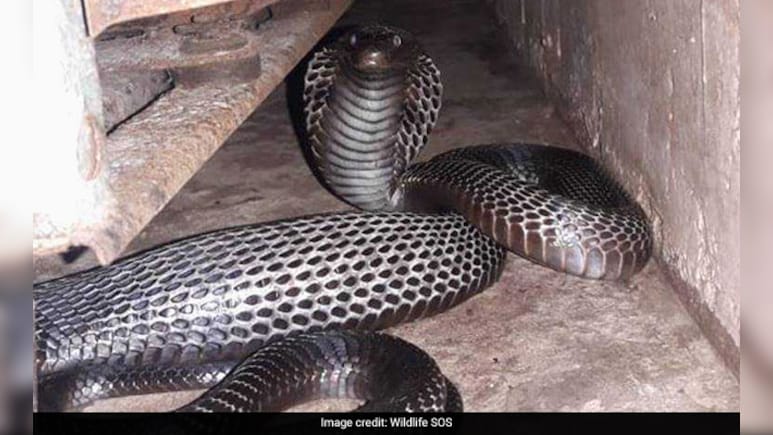क्लास रूम के अंदर कोबरा ने बना दिया बिल, 10 सांपों के निकलने के बाद स्कूल बंद करने की मांग की