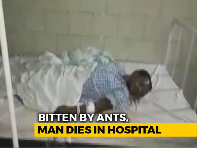 For 2 Days, Ants Fed On Wounds Of Man Who Died In Chhattisgarh Hospital