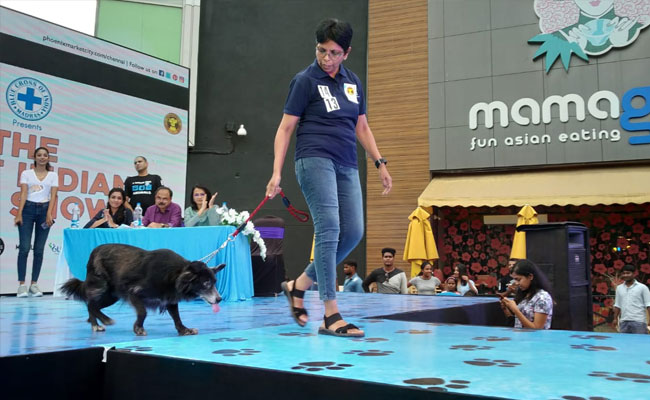 Mongrels Walk The Ramp In Chennai, Over 100 Dogs Compete For 28 Titles