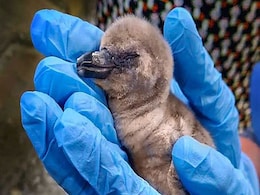 Penguin Chicks Born At Mumbai Zoo Should Be Given Marathi Names: BJP Penguin Chicks Born At Mumbai Zoo Should Be Given Marathi Names: BJP
