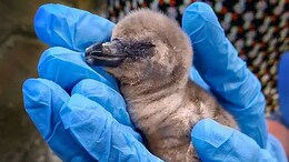 "Why Not Marathi?" Huge Row Over Penguin Names At Mumbai's Byculla Zoo
