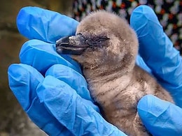 "Why Not Marathi?" Huge Row Over Penguin Names At Mumbai's Byculla Zoo "Why Not Marathi?" Huge Row Over Penguin Names At Mumbai's Byculla Zoo