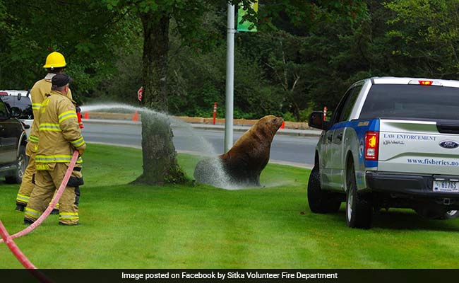 Alaskan Sea Lion, Stranded On Land For 4 Days, Finds Its Way Back To Ocean
