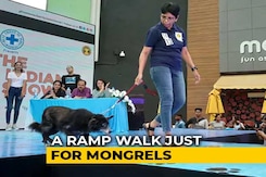 Mongrels Walk The Ramp In Chennai, Over 100 Dogs Compete For 28 Titles Mongrels Walk The Ramp In Chennai, Over 100 Dogs Compete For 28 Titles