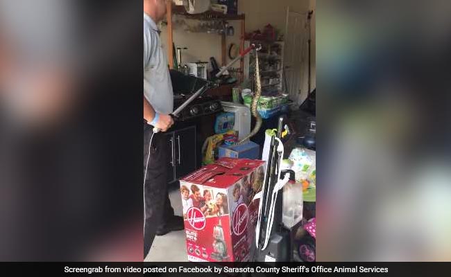 Woman Shocked To Find Venomous Snake In Garage. Watch How It Was Removed