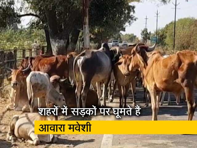 आवारा मवेशियों की बढ़ती संख्या नई आफत