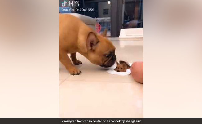 Funny Or Mean? Internet Divided Over Dog Watching Puppy Cake Being Cut