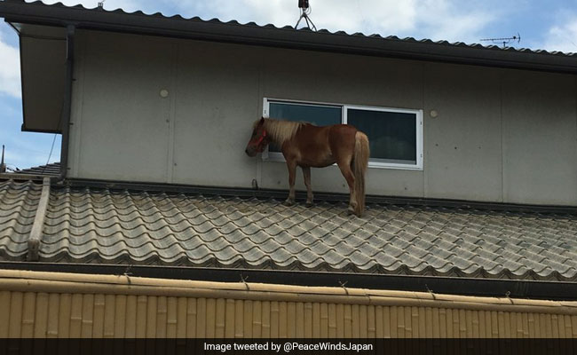 Miniature Mare Swims To Rooftop Amidst Deadly Floods, Wins Hearts
