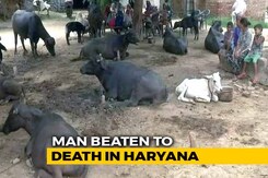 Man Beaten To Death In Haryana Over Suspicion Of Cattle Theft Man Beaten To Death In Haryana Over Suspicion Of Cattle Theft