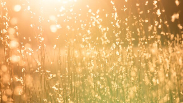 Sunlight is the best source of vitamin D