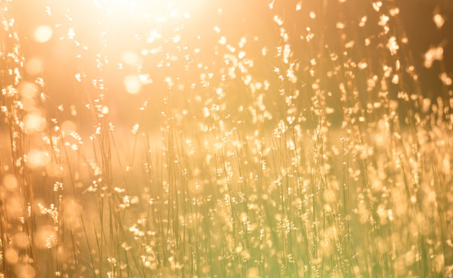 Sunlight is the best source of vitamin D