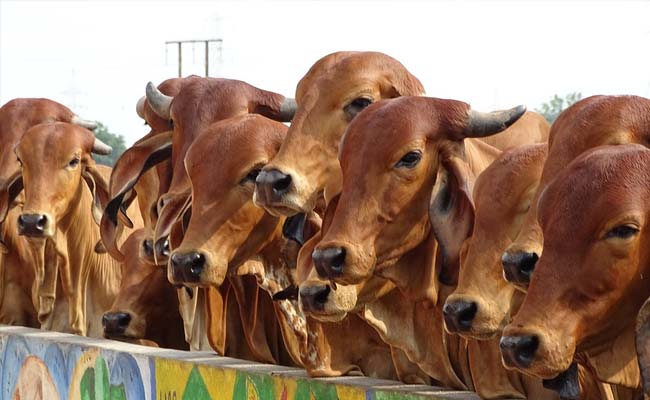 28 Cows Dead, Around 300 Sick In 2 Days At Rajasthan Shelter