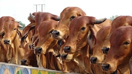 2 Cows Killed, 6 Injured After Chewing Crude Bombs In Tamil Nadu