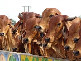 2 Cows Killed, 6 Injured After Chewing Crude Bombs In Tamil Nadu