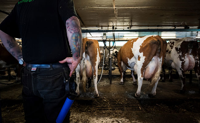 क्या गोरक्षा का मुद्दा हथियाने की फ़िराक़ में है कांग्रेस? 