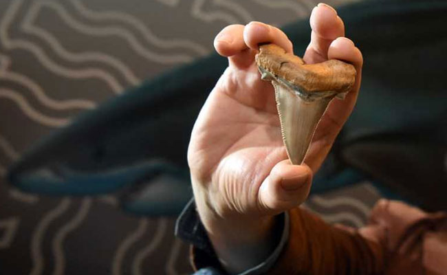 Teeth Of Prehistoric Mega-Shark Found On Australia Beach
