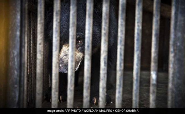 Nepal's Last Known Dancing Bear Finds Home In Indian Sanctuary