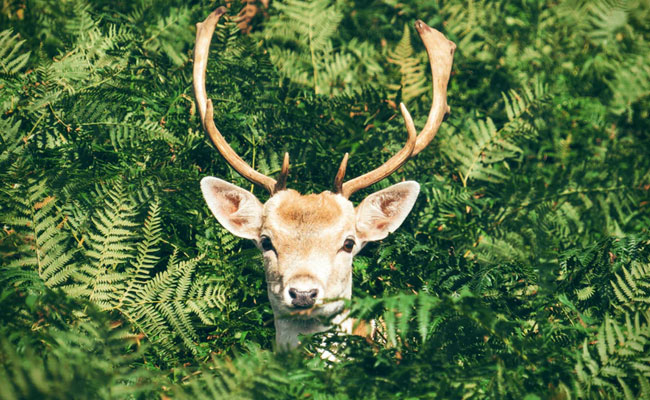 A Dutch Town's Novel Plan To Keep Deer At Bay: Eau De Lion Dung