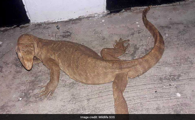 Four-Foot-Long Distressed Monitor Lizard Found In Delhi