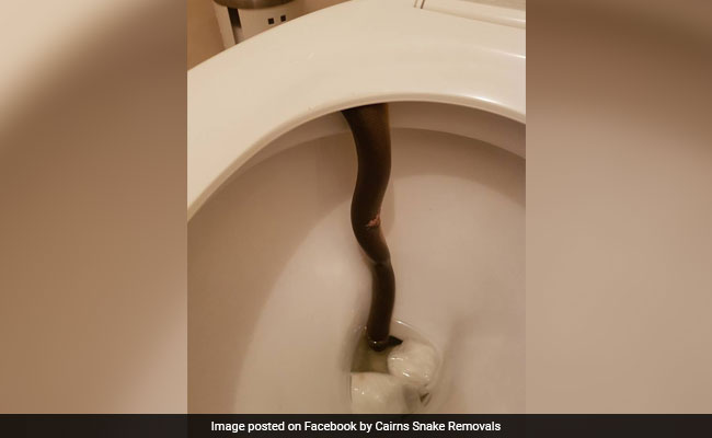 What A Nightmare! Python Found In Woman's Toilet In Australia