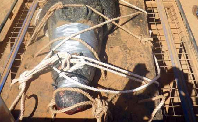 Australia's Monster Crocodile, Weighing 600 Kgs, Caught After 8-Year Hunt