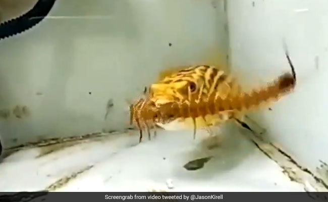 Pufferfish Eats Snake, Scorpion And Centipede. Video Is Stuff Of Nightmares