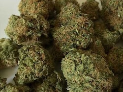 Ganja Worth Rs 40 Crore Seized At Hyderabad Airport, Woman Arrested