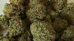Ganja Worth Rs 40 Crore Seized At Hyderabad Airport, Woman Arrested