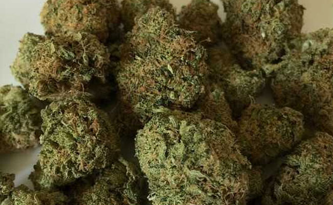 Cannabis Plant Without Flowers, Fruiting Tops Not "Ganja": Bombay High Court