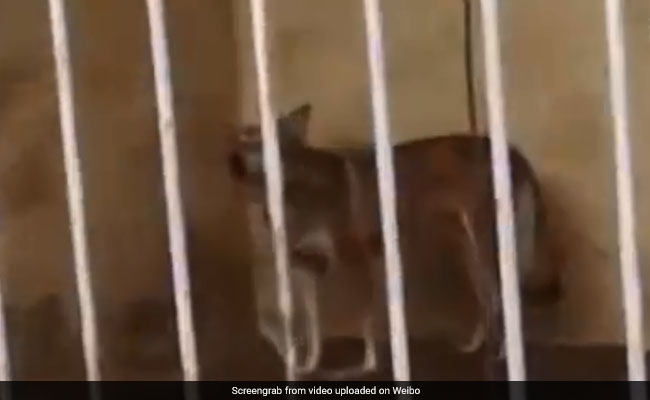 At Chinese Zoo, Enclosure Marked Tiger Has A Dog Instead And People Are Angry