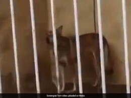 At Chinese Zoo, Enclosure Marked Tiger Has A Dog Instead And People Are Angry At Chinese Zoo, Enclosure Marked Tiger Has A Dog Instead And People Are Angry