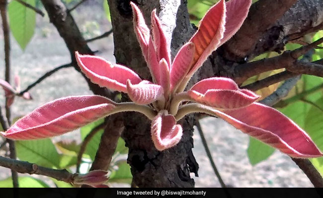 Government Mulls Selling 'Mahua' In Bottles