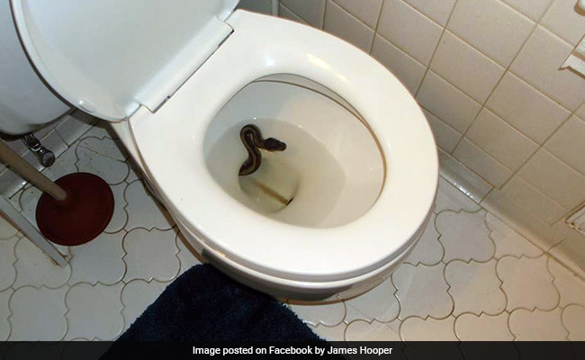 Man Finds Python Inside Toilet Bowl, Captures It