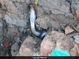 दिल्ली में देखे गए सांप, एक दिन में पकड़े गए दो Cobra दिल्ली में देखे गए सांप, एक दिन में पकड़े गए दो Cobra