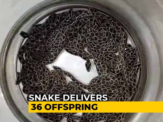 Russell's Viper Snake Delivers 36 Offspring In Mumbai Institute