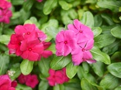 Sadabahar For Diabetes: How To Use This Ayurverdic Wonder To Manage Blood Sugar Levels Sadabahar For Diabetes: How To Use This Ayurverdic Wonder To Manage Blood Sugar Levels