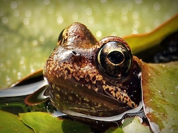 Bolivian Water Frog In Lovelorn Race Against Clock Bolivian Water Frog In Lovelorn Race Against Clock