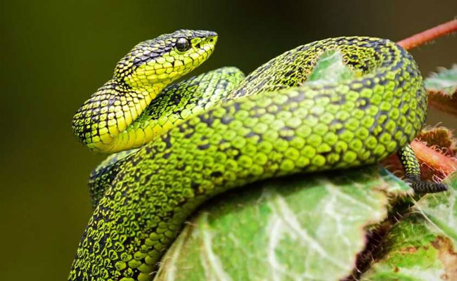 Wildlife Department In Gurgaon Rescues 450 Poisonous Snakes In 2 Months