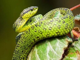 Wildlife Department In Gurgaon Rescues 450 Poisonous Snakes In 2 Months Wildlife Department In Gurgaon Rescues 450 Poisonous Snakes In 2 Months