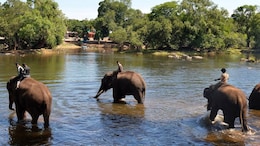 Assam Approves 'Gajah Mitra' Scheme To Tackle Human-Elephant Conflict
