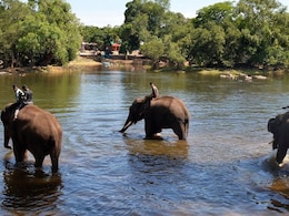 Assam Approves 'Gajah Mitra' Scheme To Tackle Human-Elephant Conflict Assam Approves 'Gajah Mitra' Scheme To Tackle Human-Elephant Conflict